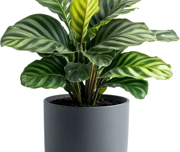 Philodendron